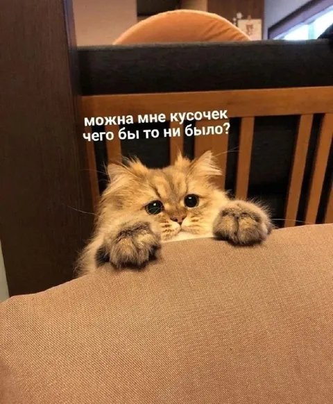 Котик просит кусочек