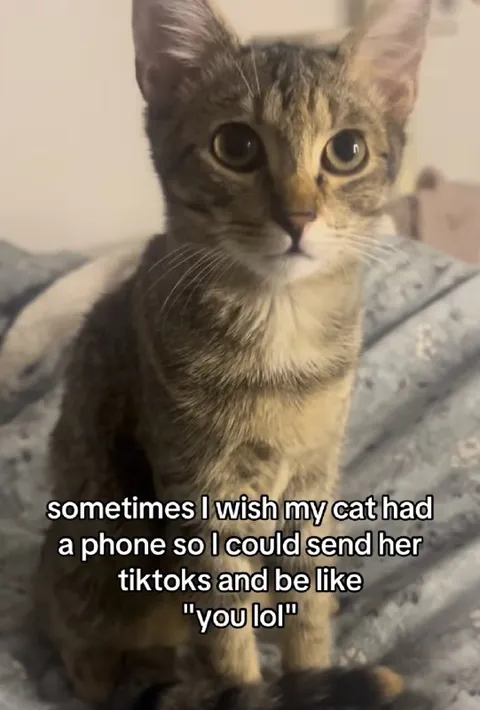Cat Who Needs TikToks