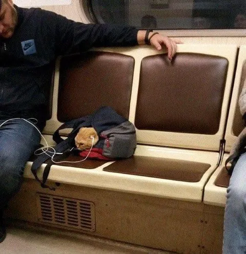 Хомяк занял место в метро