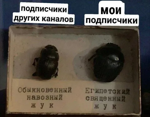 Мои подписчики — египетские жуки