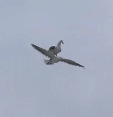 Чайка в полёте