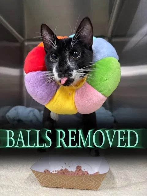 Cat With Balls Removed