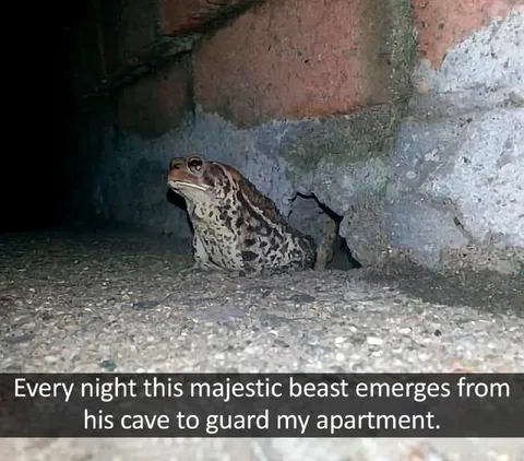 Majestic Frog Apartment Guard