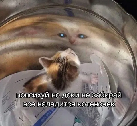 Котёнок в защитном воротнике