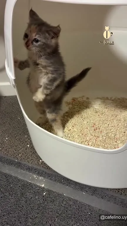 Котёнок танцует в лотке