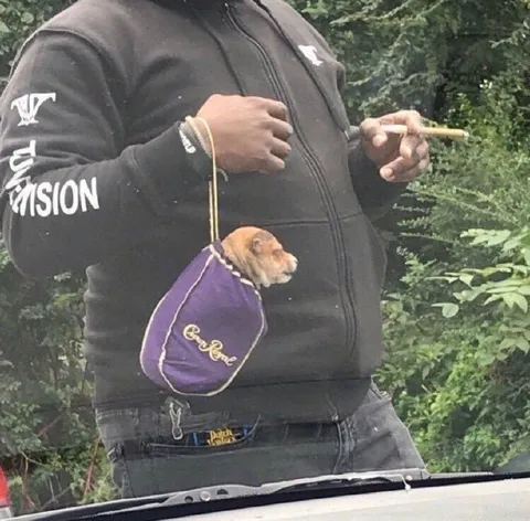 Tiny Monkey Purse Walk