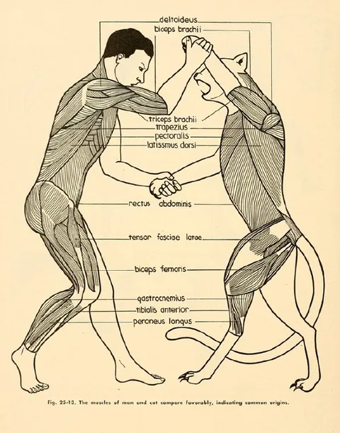 Human and Cat Muscle Anatomy