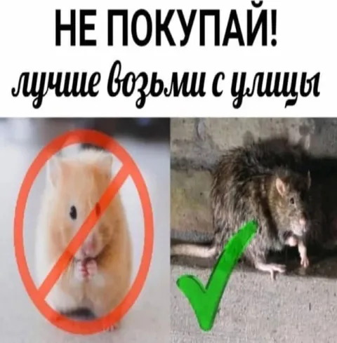 Не покупай — возьми с улицы