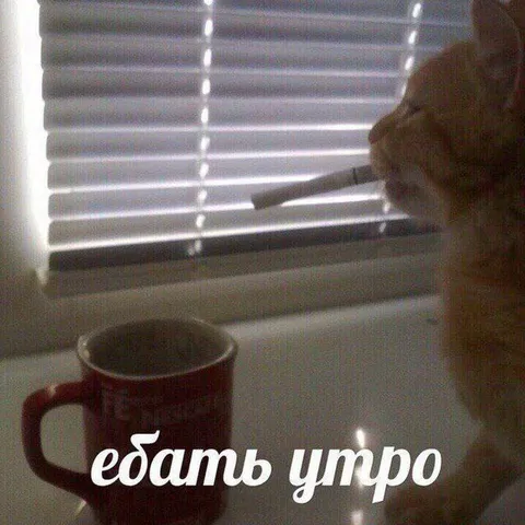 Ебать утро с котом