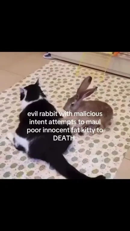 Evil Rabbit Attacks Innocent Kitty