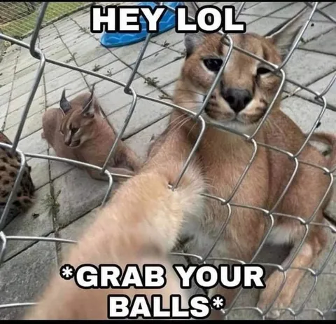 Caracal Grabs Your Balls