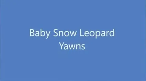 Baby Snow Leopard Yawns