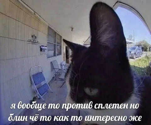 Кот против сплетен