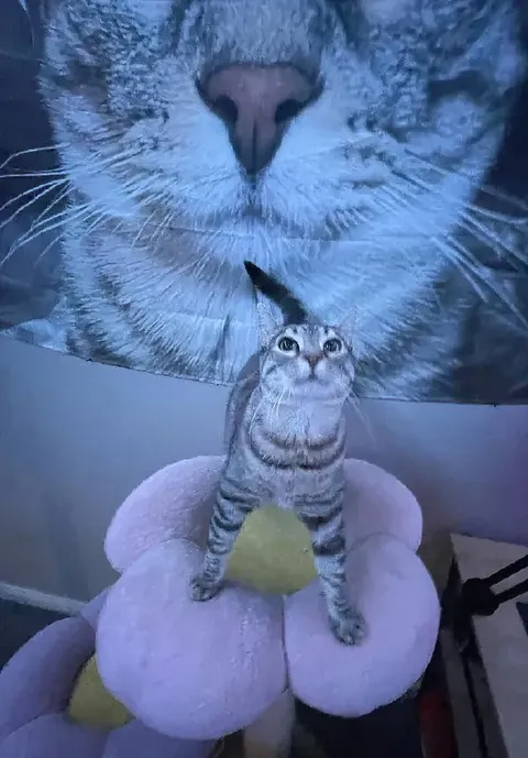 Кот на плюшевом цветке