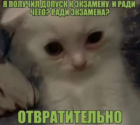 Кот разочарован экзаменом