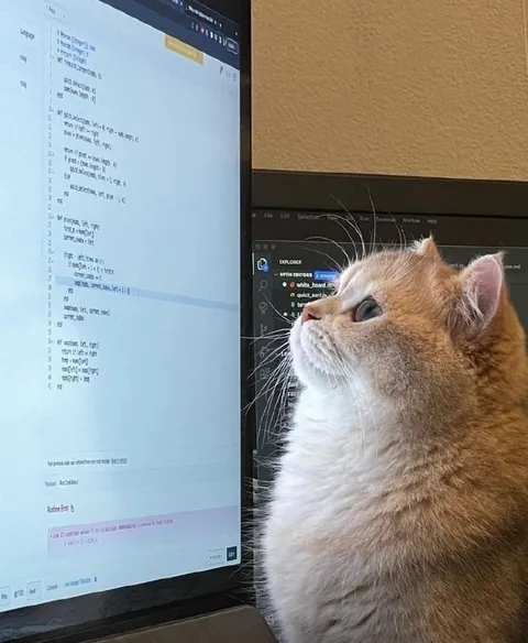 Кот изучает код