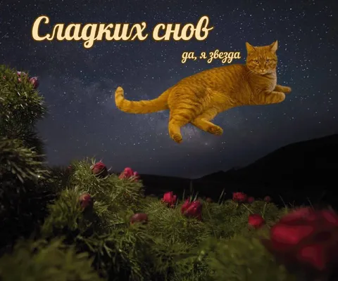 Кот желает сладких снов
