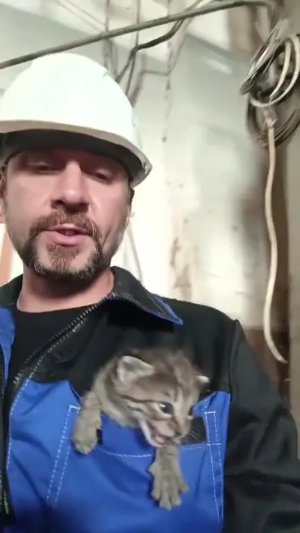 Рабочий и сердитый котёнок