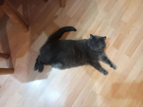Кот лежит на полу