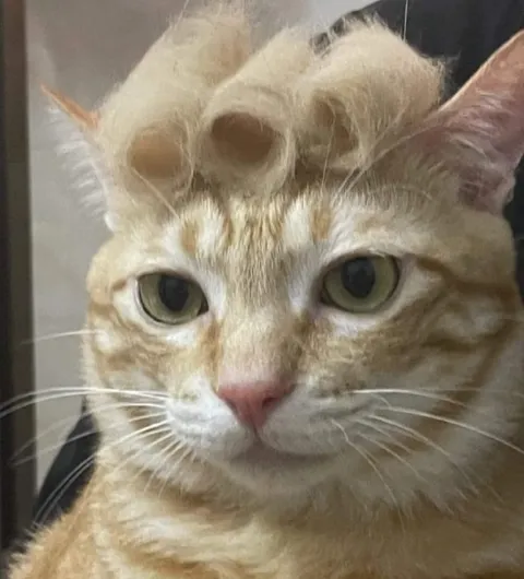 Кот с причёской учёного