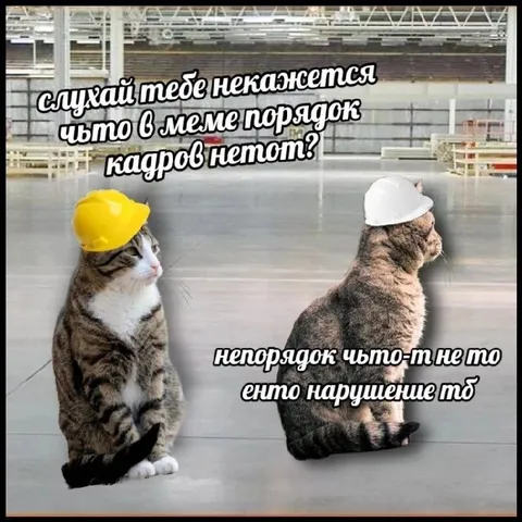 Коты нарушают порядок кадров