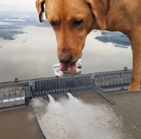 Собака пьёт из плотины