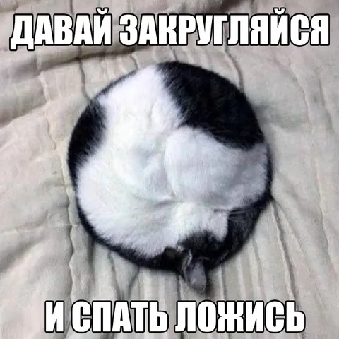 Круглый кот хочет спать