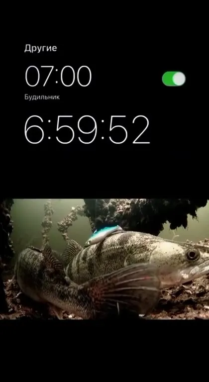 Рыба не хочет просыпаться