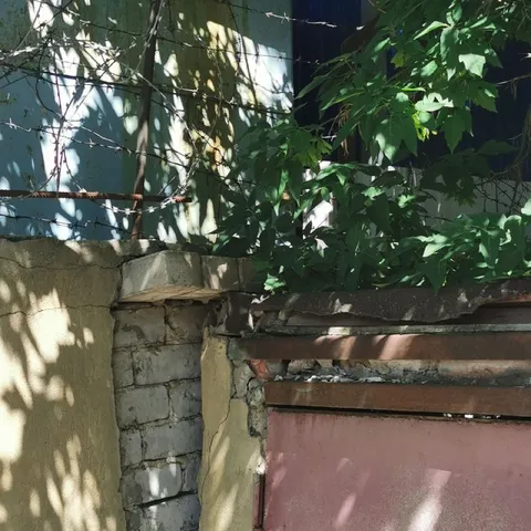 Миллион отличий в зарослях