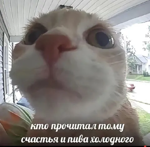Кот желает счастья и пива