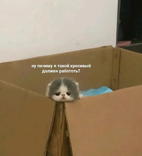 Красивый кот не хочет работать