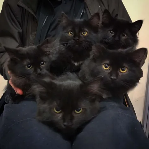 Шесть чёрных котят на руках