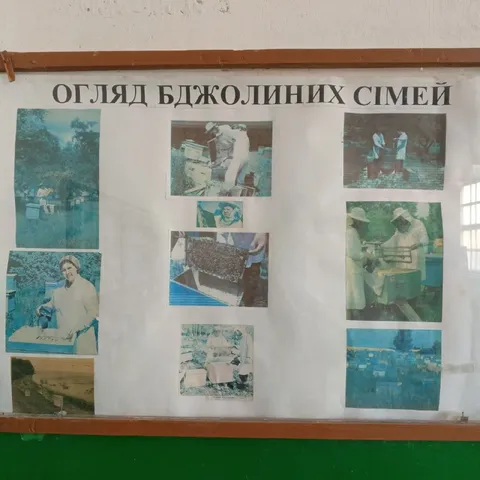 Огляд бджолиних сімей