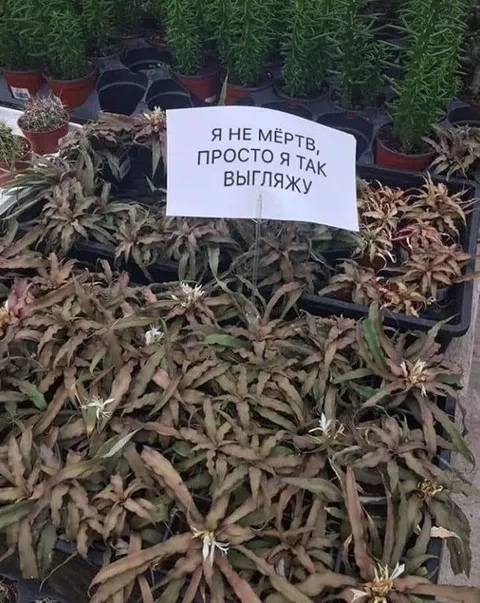 Я не мёртв, просто выгляжу так