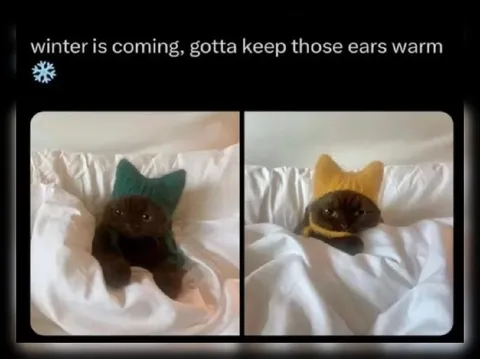 Cats Keeping Their Ears Warm