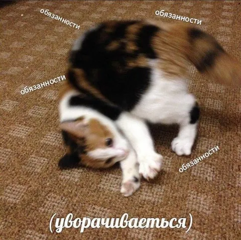 Кот уворачивается от обязанностей