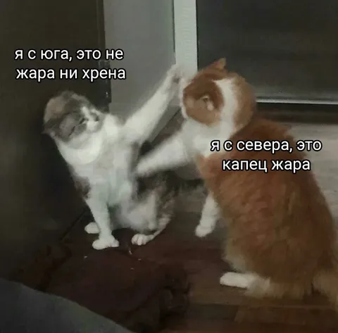 Южный и северный коты спорят о жаре