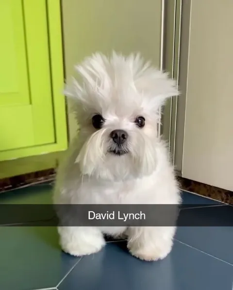 David Lynch Dog