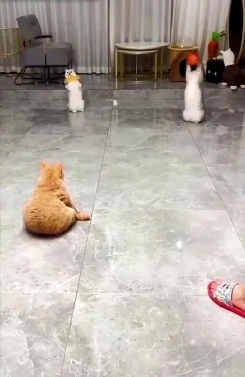 Коты играют с мячом