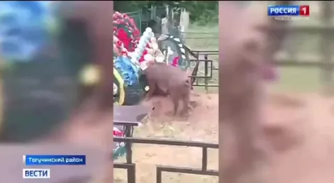 Лось на кладбище и ферме