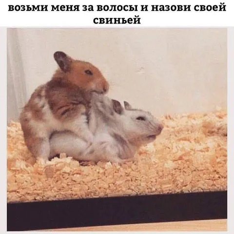 Возьми меня за волосы