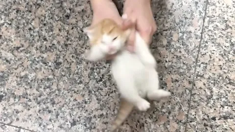 Котёнок танцует под агрессивный бит