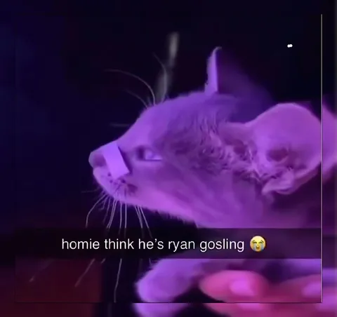 Cat Thinks He's Ryan Gosling