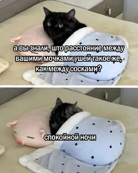 Расстояние между ушами и сосками
