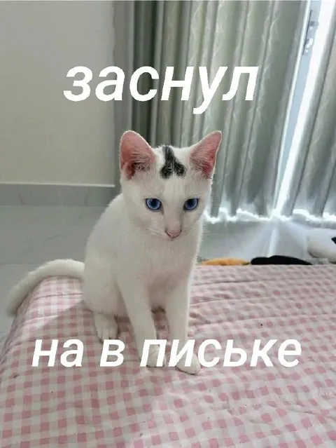 Кот заснул на письке