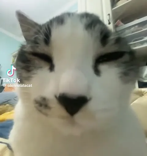 Кот с подозрительным прищуром
