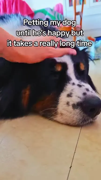 Petting the Dog Until He’s Happy