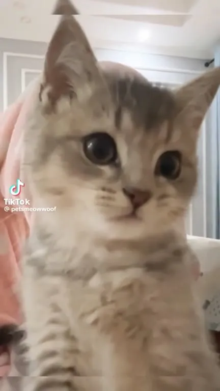 Котик лезет прямо в камеру
