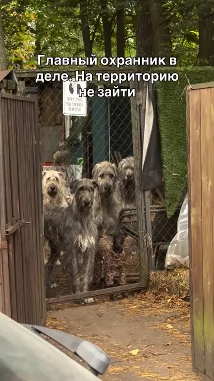 Главный охранник территории