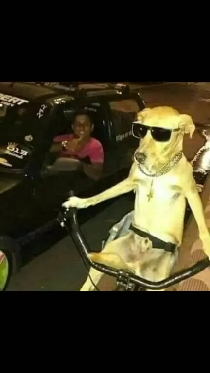 Brasil doguinhos aesthetic
